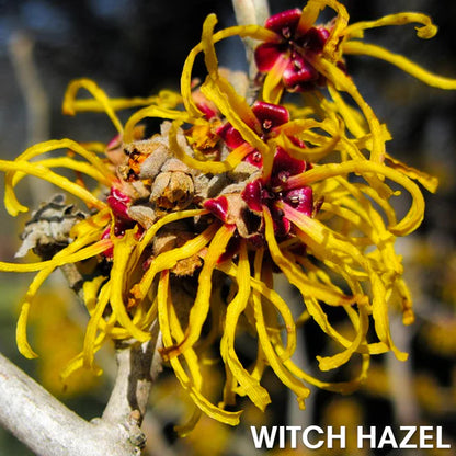 CREMA DE JENGIBRE GINECOMASTIA SoliPac™